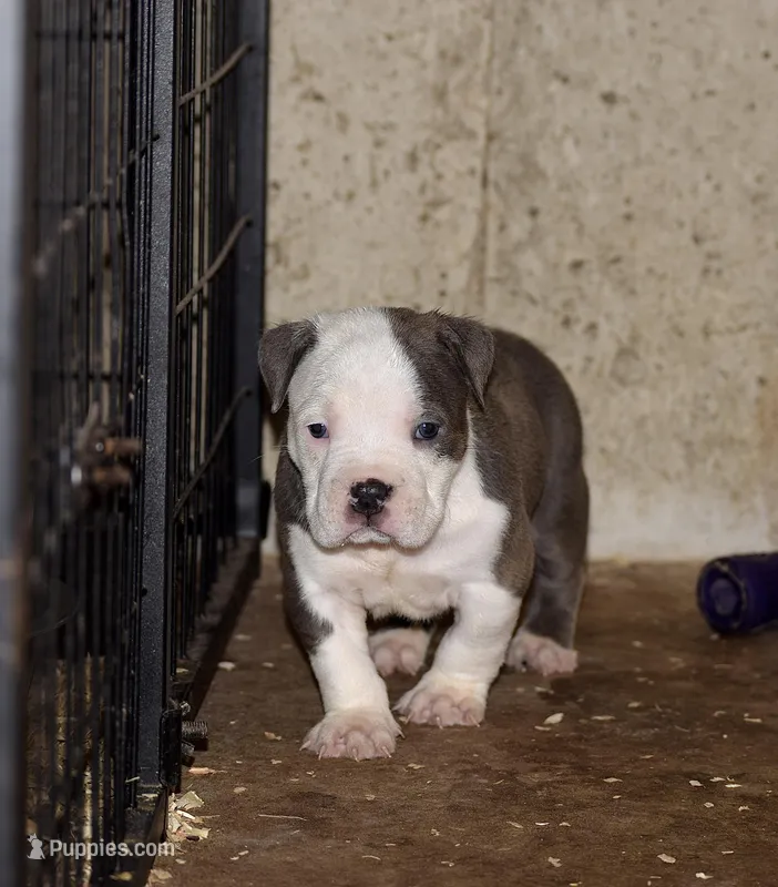 Extreme Bully Male Puppy. ABKC reg.  – American Bully puppy for sale in Chicago, IL