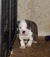 Extreme Bully Male Puppy. ABKC reg. , a male American Bully for sale in Chicago, IL – 1 of 1