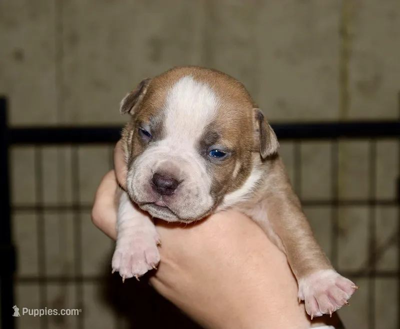 Extreme pocket bull female D. Abkc papers.  – American Bully puppy for sale in Chicago, IL