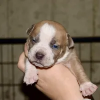 Extreme pocket bull female D. Abkc papers. , a female American Bully for sale in Chicago, IL – 1 of 1