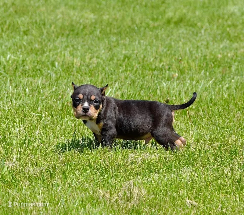 Exteme Tri Bull Male Puppy. ABKC papers  – American Bully puppy for sale in Chicago, IL