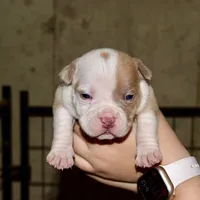 Extreme pocket bull male A. Abkc papers. , a male American Bully for sale in Chicago, IL – 1 of 1