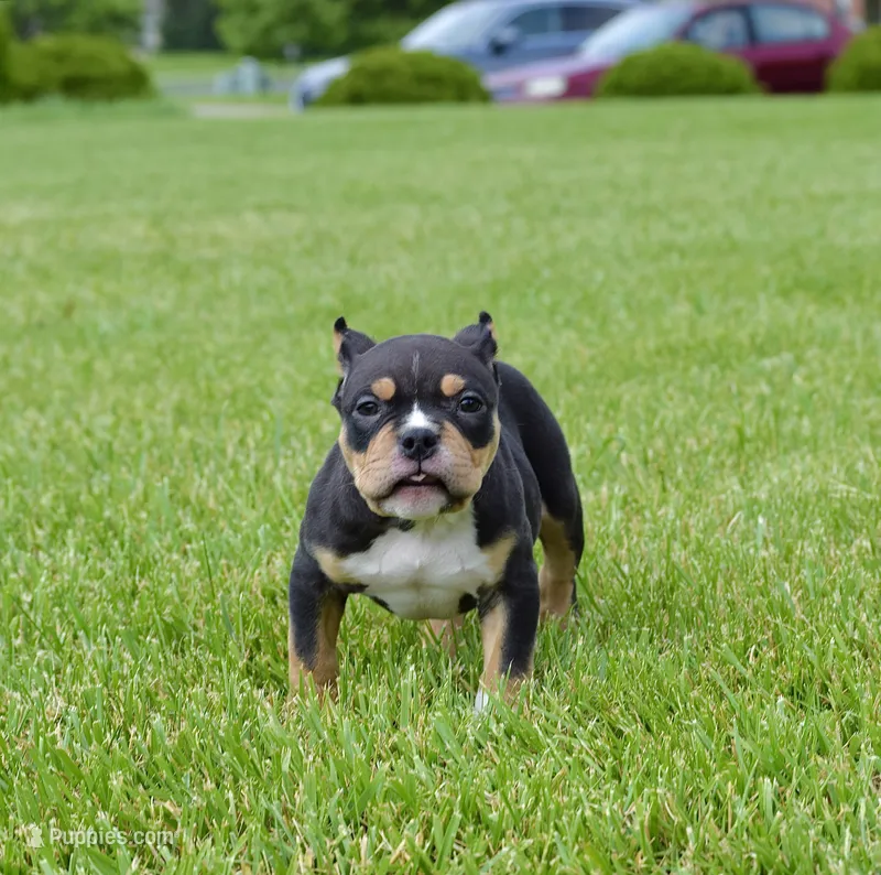 Extreme Pocket Tri Bull Male Pup. ABKC papers – American Bully puppy for sale in Chicago, IL