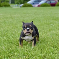 Extreme Pocket Tri Bull Male Pup. ABKC papers, a male American Bully for sale in Chicago, IL – 1 of 1
