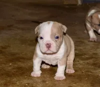 Extreme pocket bully male A , a male American Bully for sale in Chicago, IL – 1 of 1