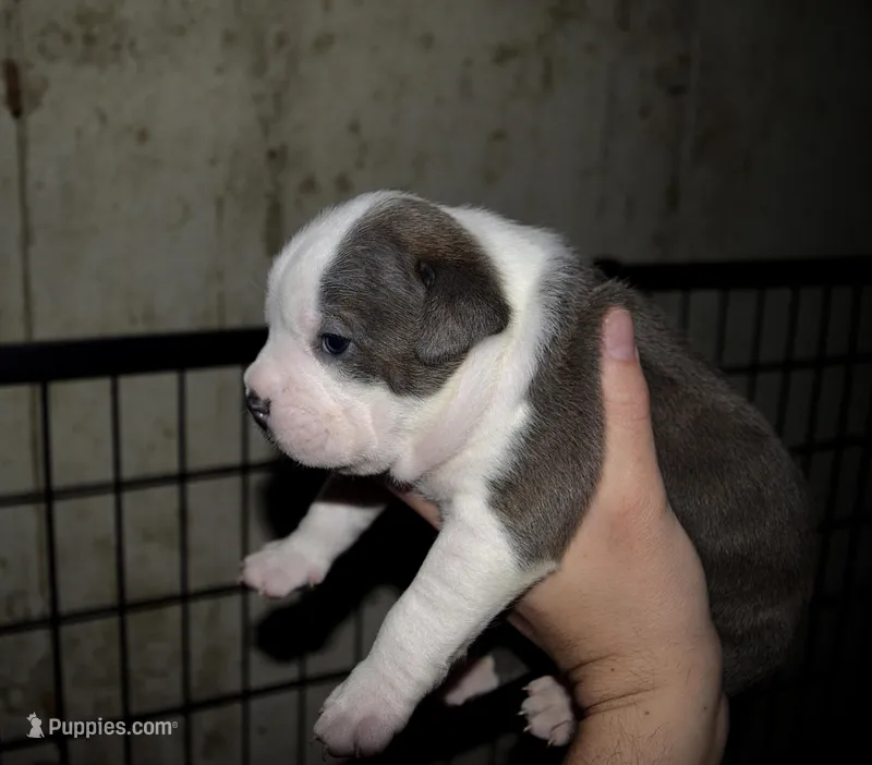 Extreme Bull male puppy. ABKC papers.  – American Bully puppy for sale in Chicago, IL