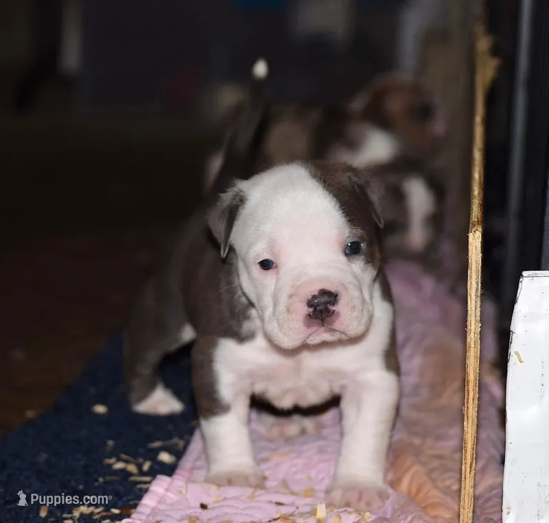 Extreme Bull male puppy. ABKC papers.  – American Bully puppy for sale in Chicago, IL