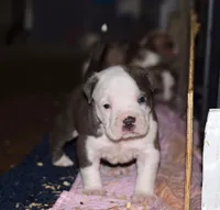 Extreme Bull male puppy. ABKC papers. , a male American Bully for sale in Chicago, IL – 1 of 1