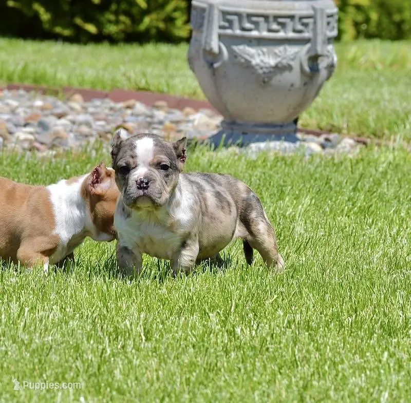 Merle Exteme Bull Male. ABKC Papers.  – American Bully puppy for sale in Chicago, IL