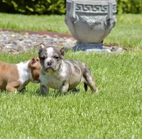 Merle Exteme Bull Male. ABKC Papers. , a male American Bully for sale in Chicago, IL – 1 of 1