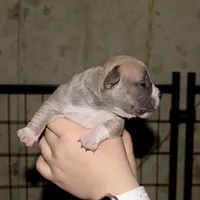 Extreme bull female B. Abkc papers , a female American Bully for sale in Chicago, IL – 1 of 1