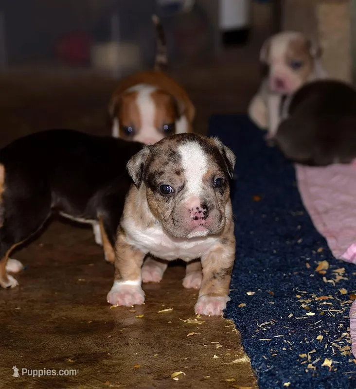 Merle Bully Male Puppy. ABKC reg.  – American Bully puppy for sale in Chicago, IL