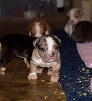 Merle Bully Male Puppy. ABKC reg. , a male American Bully for sale in Chicago, IL – 1 of 1