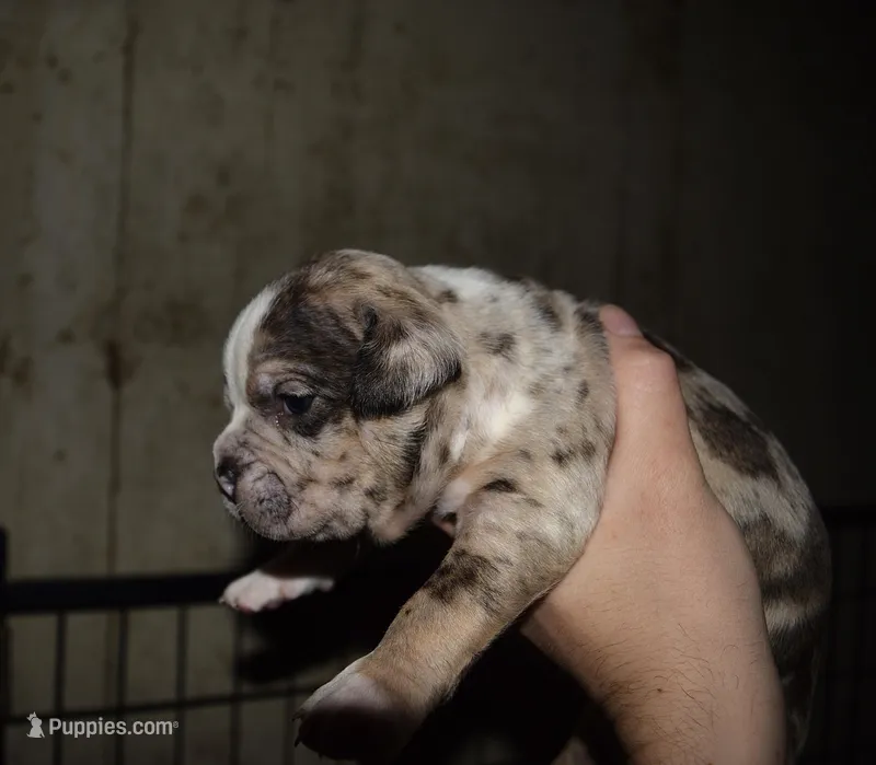 Merle Bully Male Puppy. ABKC reg.  – American Bully puppy for sale in Chicago, IL