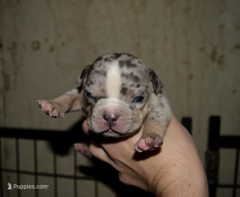 Tri Merle Male Bull puppy. ABKC – American Bully puppy for sale in Chicago, IL