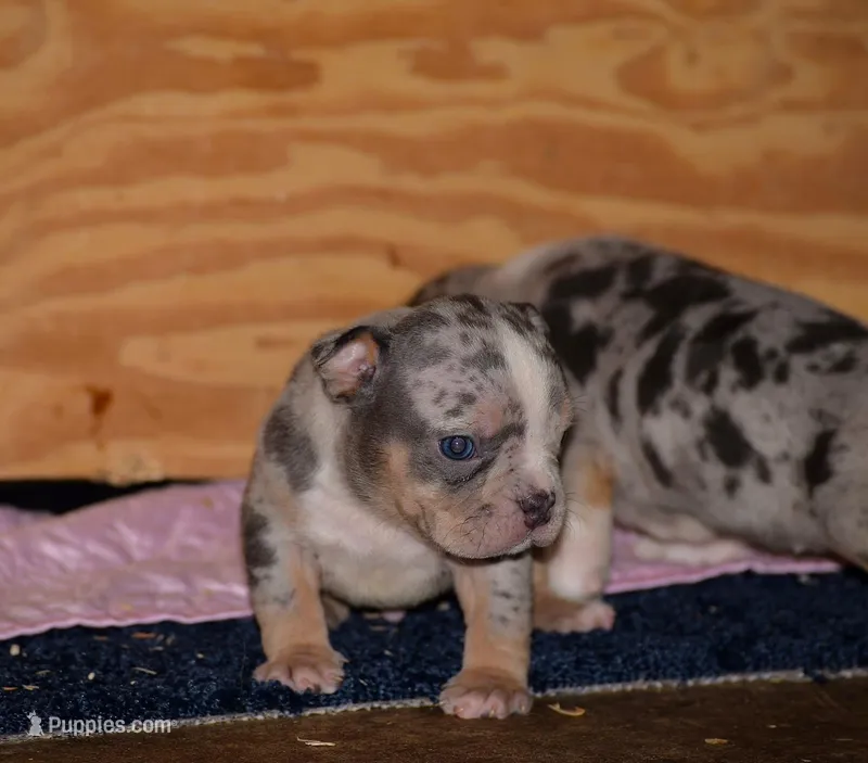 Tri Merle Male Bull puppy. ABKC – American Bully puppy for sale in Chicago, IL