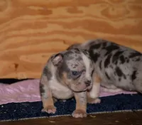 Tri Merle Male Bull puppy. ABKC, a male American Bully for sale in Chicago, IL – 1 of 1