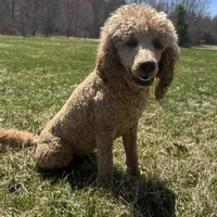 Rusty, a male Poodle - Standard  for sale in Moultonborough, NH – 1 of 1