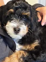 Mini , a male Miniature Bernedoodle for sale in Moultonborough, NH – 6 of 7