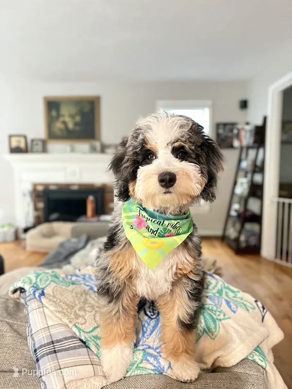 Mini  – Miniature Bernedoodle puppy for sale in Moultonborough, NH