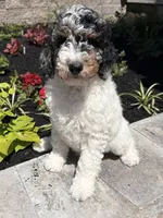 Green collar , a male Poodle - Standard  for sale in Moultonborough, NH – 2 of 4