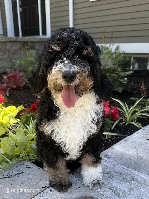 Yellow collar  – Bernedoodle puppy for sale in Moultonborough, NH