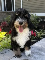 Yellow collar , a female Bernedoodle for sale in Moultonborough, NH – 1 of 1