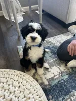 Mini , a male Miniature Bernedoodle for sale in Moultonborough, NH – 7 of 7