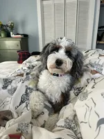 Mini , a male Miniature Bernedoodle for sale in Moultonborough, NH – 4 of 7