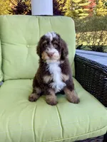Blue Collar, a male Bernedoodle for sale in Moultonborough, NH – Photo 3 of 3