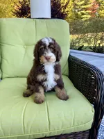 Blue Collar, a male Bernedoodle for sale in Moultonborough, NH – Photo 2 of 3
