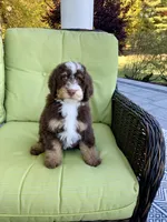 Blue Collar, a male Bernedoodle for sale in Moultonborough, NH – Photo 1 of 3