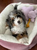 Mini , a male Miniature Bernedoodle for sale in Moultonborough, NH – 5 of 7