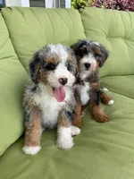 Mini , a male Miniature Bernedoodle for sale in Moultonborough, NH – 2 of 7