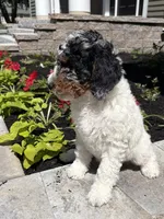 Green collar , a male Poodle - Standard  for sale in Moultonborough, NH – 4 of 4