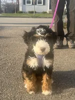 Mini , a male Miniature Bernedoodle for sale in Moultonborough, NH – 3 of 7