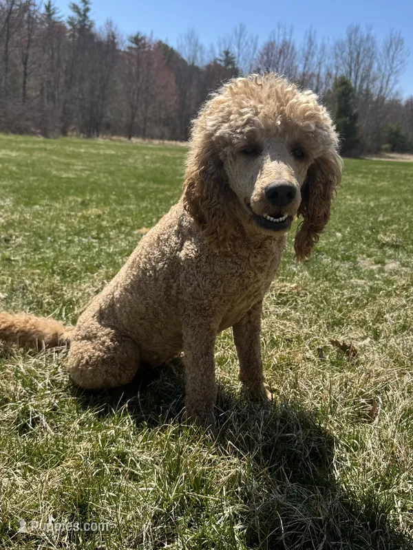 Rusty – Poodle - Standard  puppy for sale in Moultonborough, NH