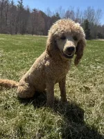 Rusty, a male Poodle - Standard  for sale in Moultonborough, NH – 1 of 1
