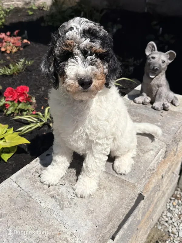 Green collar  – Poodle - Standard  puppy for sale in Moultonborough, NH