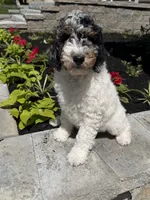 Green collar , a male Poodle - Standard  for sale in Moultonborough, NH – 3 of 4