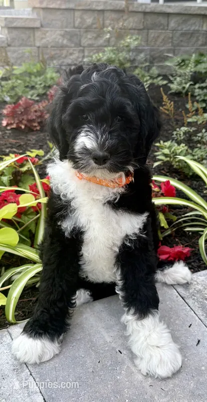 Orange collar  – Bernedoodle puppy for sale in Moultonborough, NH