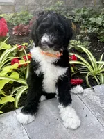 Orange collar , a female Bernedoodle for sale in Moultonborough, NH – 2 of 3