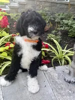 Orange collar , a female Bernedoodle for sale in Moultonborough, NH – 3 of 3
