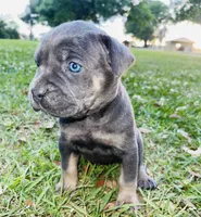 Bear, a male Cane Corso for sale in Morgan City, LA – Photo 3 of 6