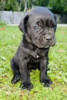Bear, a male Cane Corso for sale in Morgan City, LA – Photo 1 of 6