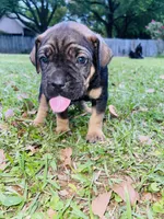 Bear, a male Cane Corso for sale in Morgan City, LA – Photo 5 of 6