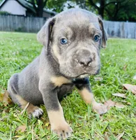 Bear, a male Cane Corso for sale in Morgan City, LA – Photo 4 of 6