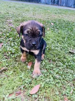 Bear, a male Cane Corso for sale in Morgan City, LA – Photo 6 of 6