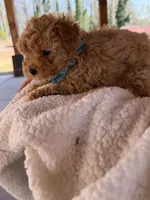 Nuget, a female Poodle - Toy  for sale in Cumming, GA – Photo 6 of 6