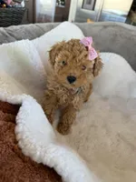 Nuget, a female Poodle - Toy  for sale in Cumming, GA – Photo 5 of 6